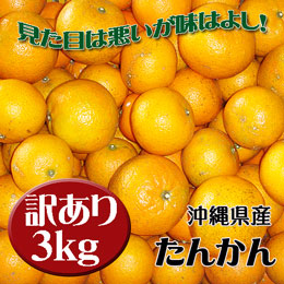 【訳あり小粒キズ等規格外】 タンカン (たんかん) 約3kg 沖縄県産 [1月末頃発送予定] 送料無料