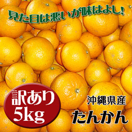 【訳あり小粒キズ等規格外】 タンカン (たんかん) 約5kg 沖縄県産 [1月末頃発送予定] 送料無料