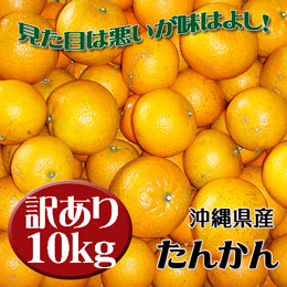 【訳あり小粒キズ等規格外】 タンカン (たんかん) 約10kg 沖縄県産 [1月末頃発送予定] 送料無料