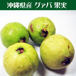 グァバ 沖縄県産 1玉 お試し グァバ果実は香りもお楽しみ下さい (6月頃)